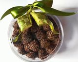 Foto langkah ke 5 dari resep Kue Rambutan.