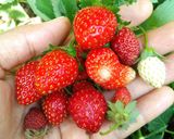 Foto langkah ke 1 dari resep Jus strowberi.