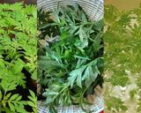 Foto langkah ke 1 dari resep Bobor Daun Kenikir (pedas).