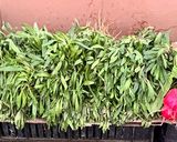 A picture of step 2 of Lebanese fresh Zaatar (thyme leaves) and sumac salad -perfect for bbq.