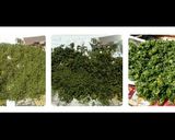 Foto langkah ke 5 dari resep Homemade Parsley Bubuk.