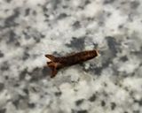 Foto del paso 3 de la receta: Quinotos en almíbar al whisky