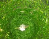 A picture of step 1 of Palak Rice.