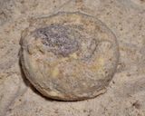 Rántott gombafejek 🍄‍🟫🧅hagymás csirkemájjal töltve🍄🍄‍🟫🍄 recept fázis 4 fotója