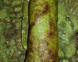 A picture of step 7 of Palak Paneer Roll.