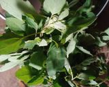 बथुआ साग (bathua saag recipe in Hindi) रेसिपी चरण 1 फोटो
