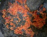 Foto langkah ke 3 dari resep Kulit melinjo santan tempe.