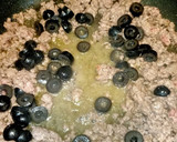 Foto del paso 3 de la receta: Tallarines con salsa ranchera