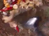 Tumis cumi asin