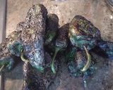 Foto del paso 2 de la receta: Chiles en nogada