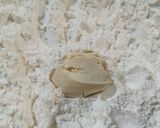 Foto langkah ke 4 dari resep Tahu Aci rasa Keju.