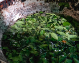 முருங்கைக்கரை ரொட்டி ரெசிபி ஸ்டேப் 1 புகைப்படம்