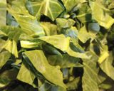 A picture of step 3 of Cabbage and Collards.