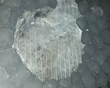 A picture of step 1 of Pork roast (charcoal slowcook) (10-1/2hr 8.4lbs) vi wrap & rotary.