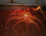 Foto del paso 3 de la receta: Pulpo al horno a la murciana