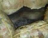 Foto del paso 6 de la receta: Queso de cerdo casero