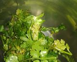 A picture of step 2 of Green chilli chutney.