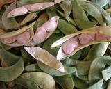 A picture of step 1 of Winter special fresh Double beans ki sabji.