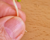 Foto del paso 7 de la receta: Brotes de fenogreco 🌱 Germinación de semillas de fenogreco 🌱