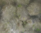 Foto langkah ke 7 dari resep Pempek Ikan Laut Ekonomis.