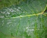 A picture of step 1 of Colocasia Leaves Patra / Gujarati Arbi Patra.