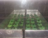 Foto langkah ke 4 dari resep Kue Semprit Pandan Hijau.