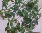 Foto del paso 1 de la receta: Lista para el 1 de Agosto !! Grapa con ruda