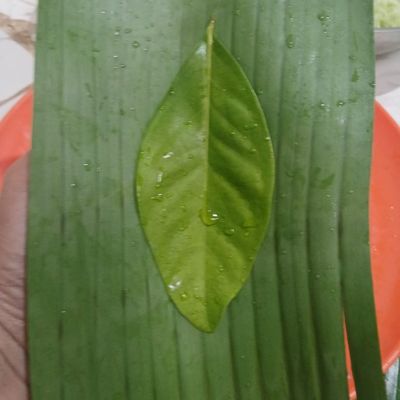 Langkah 8