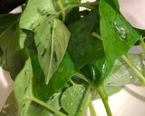 BB食譜 香草青蔬煎蛋的食譜步驟1照片