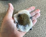 Foto del paso 25 de la receta: Mame Daifuku ~Pastelito de Arroz con Pasta de Frijol Dulce Estilo Japonés~