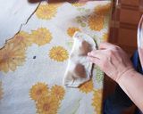 Foto del paso 6 de la receta: Empanaditas de queso camarón