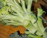 Foto del paso 4 de la receta: Presa ibérica en salsa de curry rojo