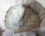 Foto langkah ke 9 dari resep Soft Sourdough Cheesse Bread.