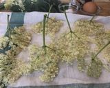 Foto del passaggio 2 della ricetta Fiori di SambucoFritti