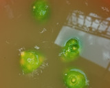 A picture of step 2 of Mints and cucumber lemonade.
