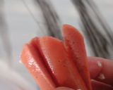 Foto langkah ke 2 dari resep Tahu Mie Kribo Isi Sosis.