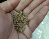 A picture of step 3 of Grilled bajara cham chamiya.
