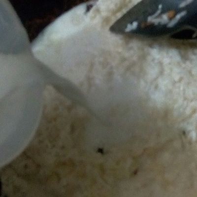 Langkah 4