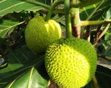 Hình bước làm 4 của món Trái Sakê Hấp
