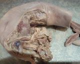 Foto del paso 3 de la receta: Lengua de Res al vino