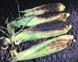 A picture of step 2 of California Farm Grilled Sweet Corn in the Husk.