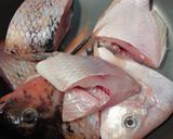 Foto langkah ke 1 dari resep Gule ikan nila belimbing wulu.