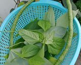Foto langkah ke 1 dari resep Sayur Bobor Lembayung.