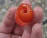 Foto del paso 14 de la receta: Arrollado de atún 🐠 con pionono casero 😍