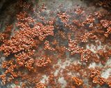 A picture of step 1 of Garden cress seeds Halva.