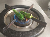 ગ્રીન ડિનર