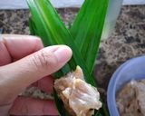 Foto langkah ke 5 dari resep Ayam Goreng Pandan.