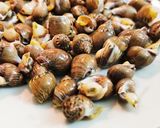 Foto del paso 1 de la receta: Caracolillos de Mar