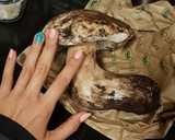 Foto del paso 1 de la receta: Boletus con salsa de vino y mantequilla