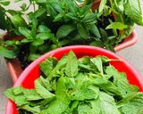 A picture of step 1 of Pudina thogayal recipe | mint thogayal.